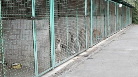 Many different big dogs behind the fences. Shelter for animals concept. Video stock 114874148