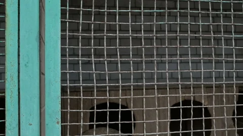 Many different big dogs behind the fences. Shelter for animals concept. Video stock 114876414
