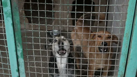 Many different big dogs behind the fences. Shelter for animals concept. Video stock 114878931