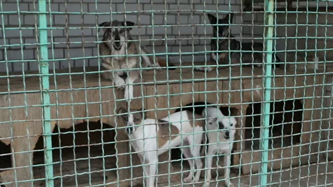 Many different big dogs behind the fences. Shelter for animals concept. Video stock 114884179