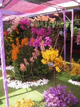 Many different colored flowers in one scene Stock Photos