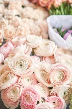 Many different colors. Showcase. Background of mix of flowers. Beautiful flowers Stock Photos