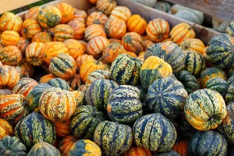 Many different colourful pumpkins Stock Photos