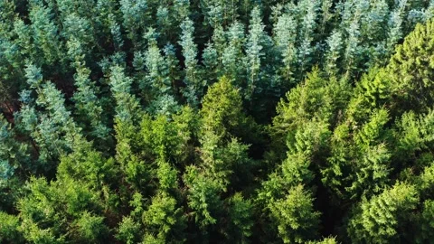 Many different coniferous trees from above 4k 30fps video Stock-Footage 266849205