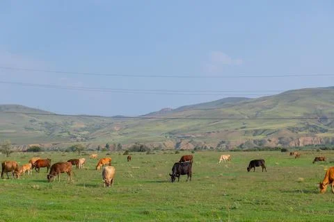 Many different cows graze on the field Stock Photos