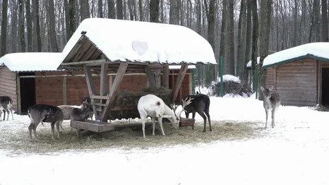 Many different deers walking and eating from the snow Stock Footage 73396754