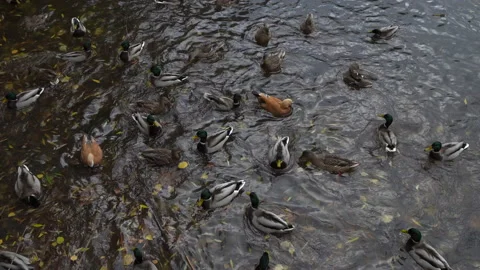 Many different ducks in pond Stock Footage 220429639