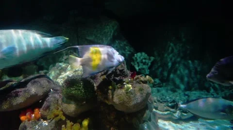 Many Different Fish In Aquarium Stock Footage 44668556