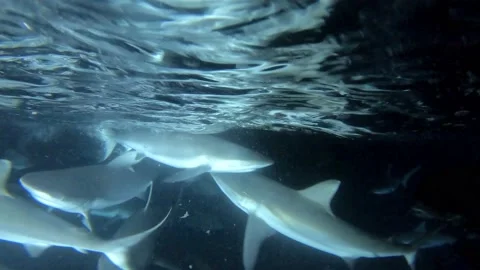 Many different fish are fed fish scraps at night Stockbeeldmateriaal 147665847