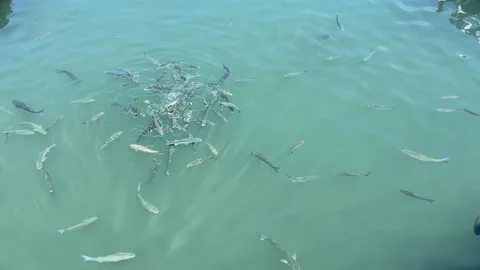 Many different fish fighting for food in water. Stock Footage 202089616