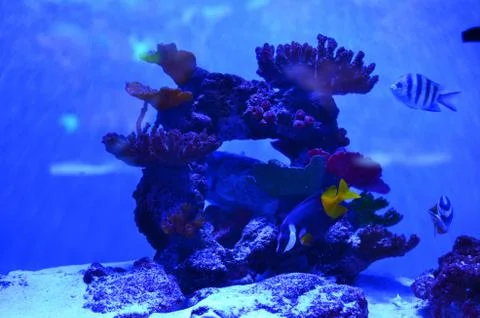 Many different fish float around a stone covered with algae Stock Photos
