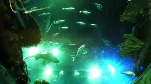 Many different fish Stock Footage 12590624