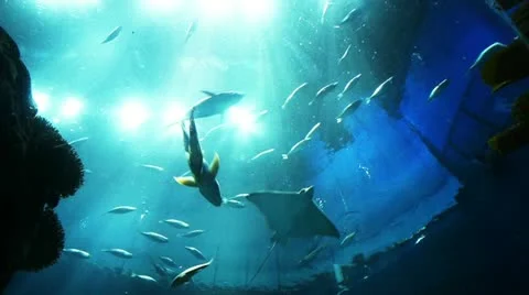 Many different fish Stock Footage 12590644