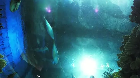 Many different fish Stock Footage 12590655