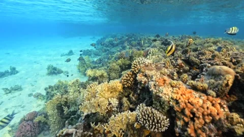 Many different fish Swimming Along Shallow Coral Reef In Clear Blue Red Sea Stock Footage 324554367