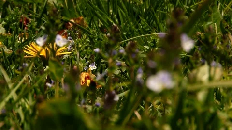 Many different flowers in the grass Stock Footage 69009070