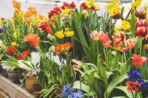 Many different flowers in pots on the table in the greenhouse Stock Photos