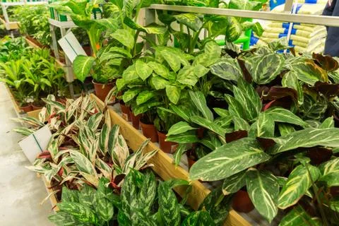 Many different flowers in the store Stock Photos