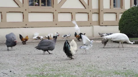 Many different kinds of poultry running and flying at the court Stock Footage 122260111