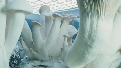 Many different Lab grown mushrooms in isolated environment Stock Footage 283072742