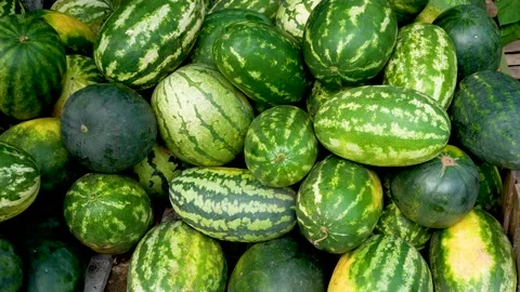 Many different large watermelons lie on the pile. Harvesting watermelons in Stock Footage 211289549