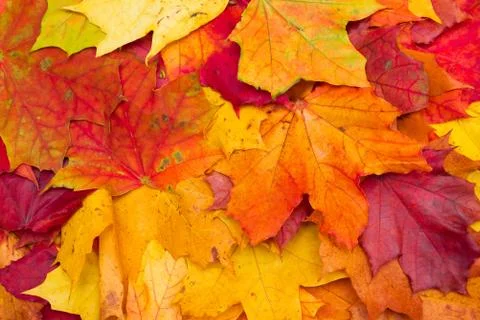 Many different leaves Stock Photos