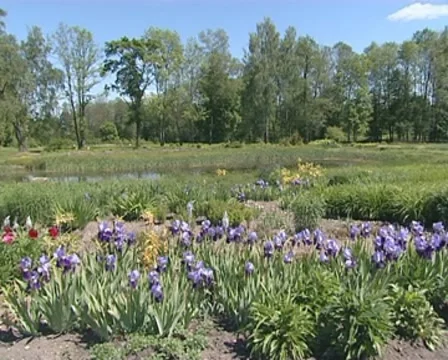 Many different plants and blooming flowers in the garden park. Stock Footage 10303785