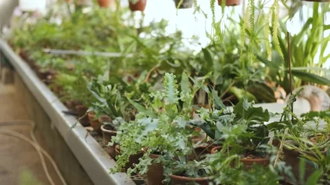 Many different plants and flowers in pots in a greenhouse 스톡 동영상 185814166