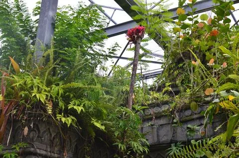 Many different plants on stone structure in greenhouse Stock Photos