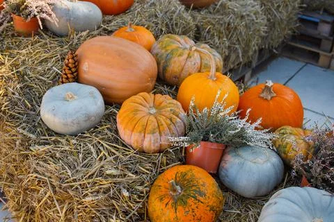 Many different pumpkins and decorations on the hay on autumn festival. Fall.. Stock Photos