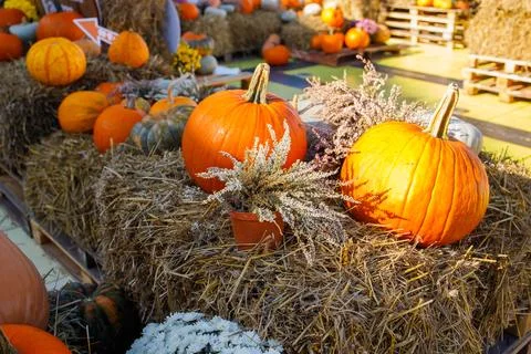 Many different pumpkins and decorations on the hay on autumn festival. Fall.. Foto stock