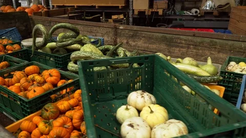 Many different pumpkins in the boxes Stock Footage 95910462