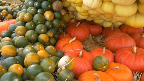 Many Different Pumpkins Stock Footage 97869674