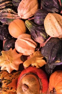 Many different pumpkins in the fruit market as background, close-up. Autumn v Stock Photos