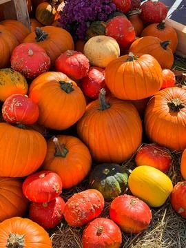 Many different pumpkins on the hay close up. Farm market decoration, autumn.. Stock-Fotos