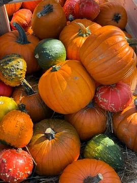 Many different pumpkins on the hay close up. Farm market decoration, autumn.. Foto stock