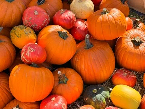 Many different pumpkins on the hay close up. Farm market decoration, autumn.. Foto stock
