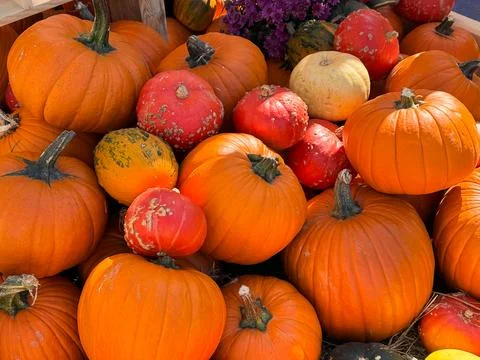 Many different pumpkins on the hay close up. Farm market decoration, autumn.. Stock-Fotos