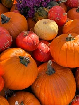 Many different pumpkins on the hay close up. Farm market decoration, autumn.. Foto stock