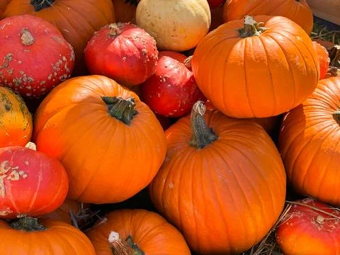 Many different pumpkins on the hay close up. Farm market decoration, autumn.. Stock Photos