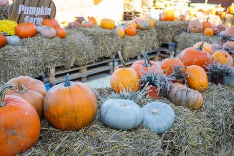 Many different pumpkins lying on the hay on autumn festival. Fall mood, har.. Foto stock