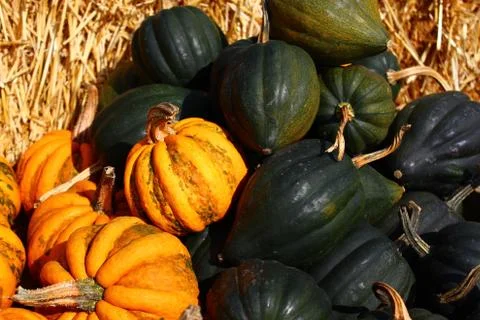 Many different pumpkins Stock Photos