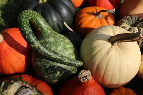 Many different pumpkins Stock Photos