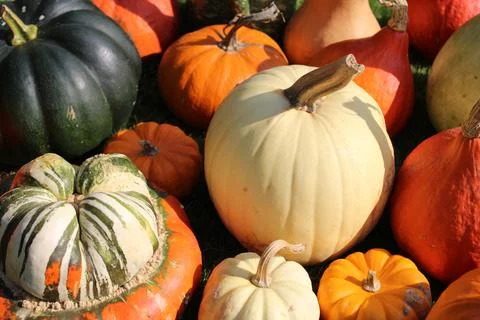 Many different pumpkins Stock Photos