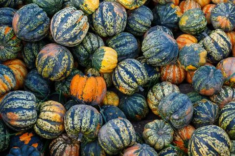 Many different pumpkins . 스톡 사진