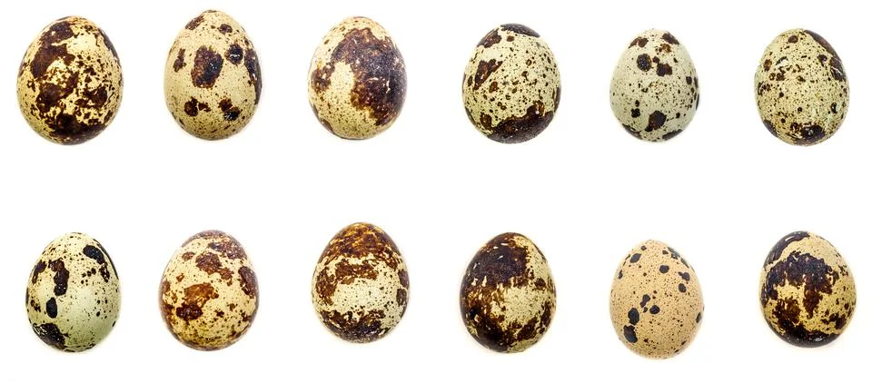 Many different quail eggs in front of white background Stock Photos