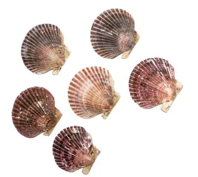 Many different real scallop shells isolated on white background. Seafood and Stock Photos