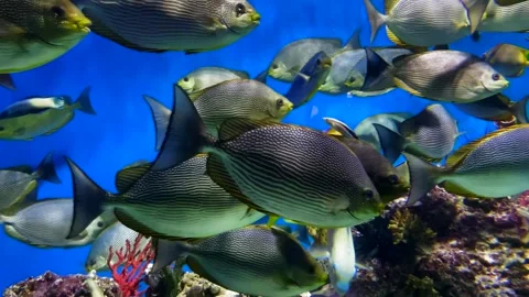 Many different reef fish in a huge marine aquarium Stock Footage 277873000