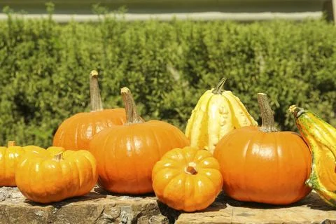 Many different ripe orange pumpkins on stone surface in garden Stock Photos