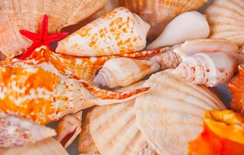 Many different seashells as background for designer. Top view. Stock Photos